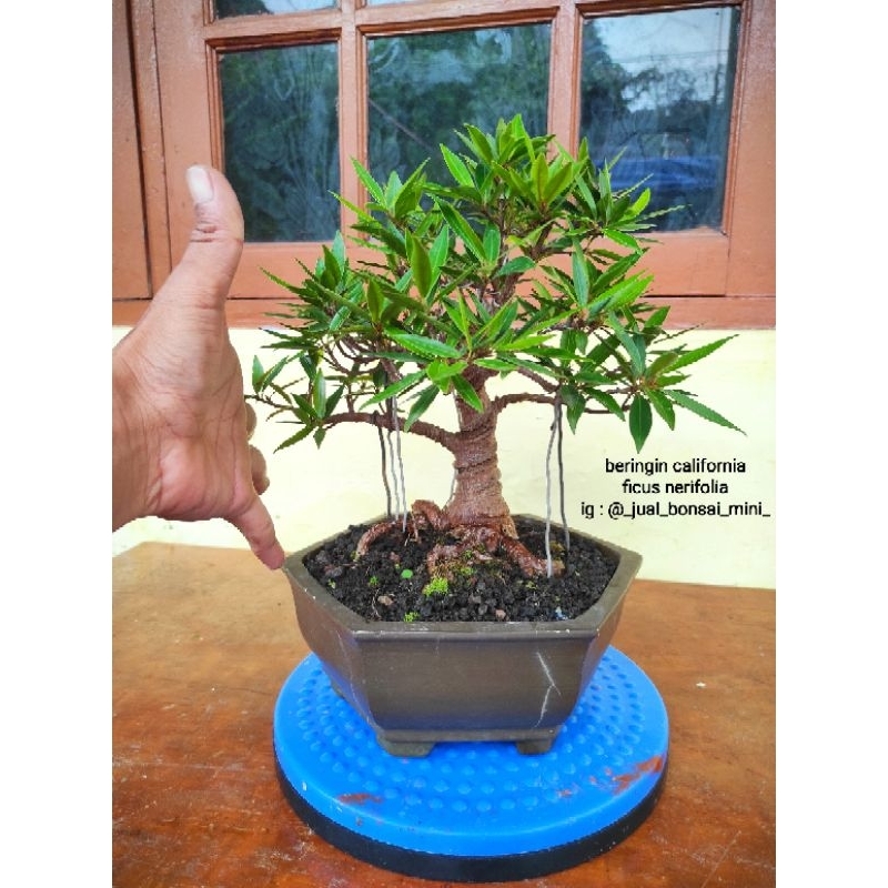 bonsai beringin california - ficus nerifolia no 1