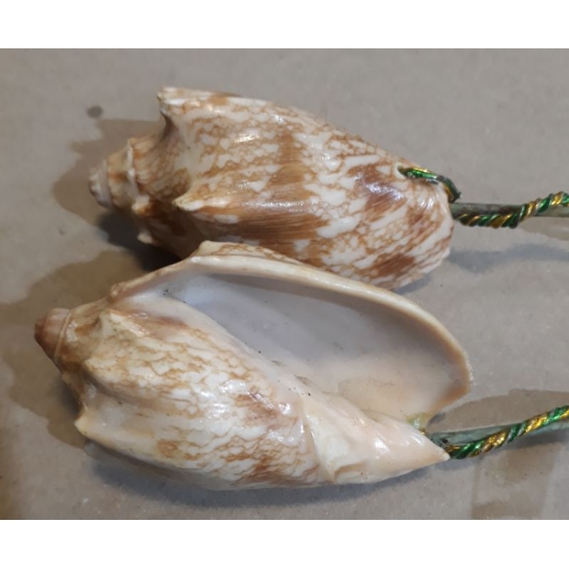 Kerang Hias/ Cangkang kerang laut