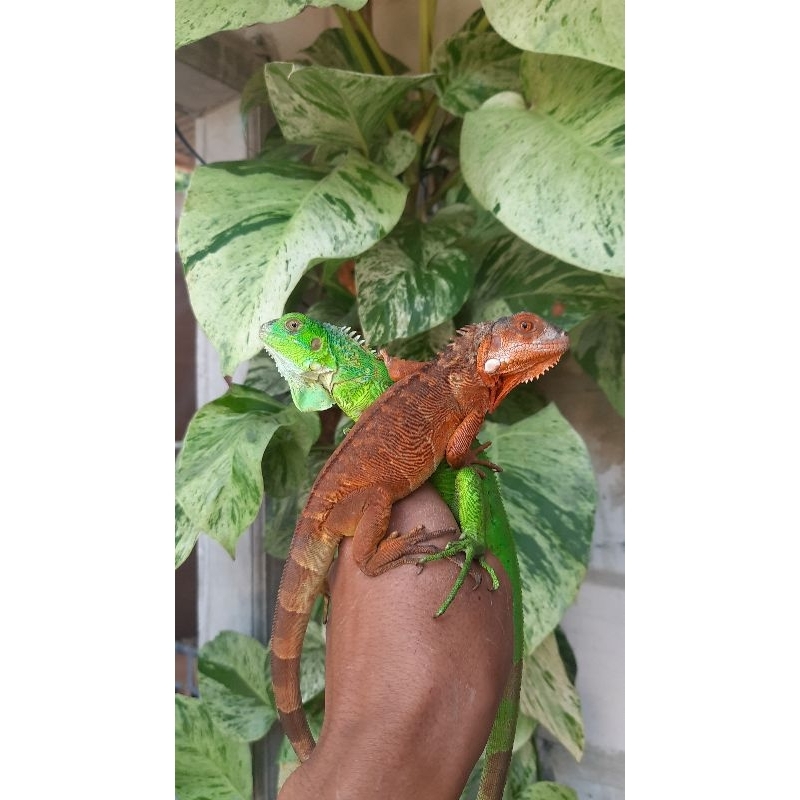 mainan iguana  super red juve