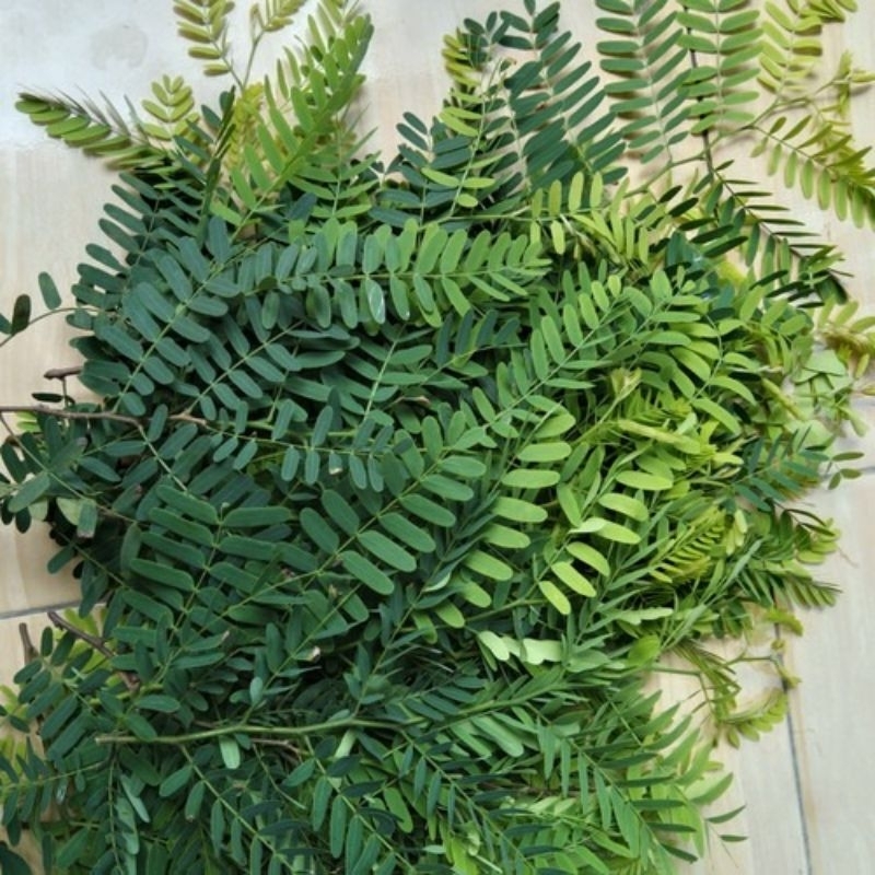 

Daun Sinom Segar / daun Asem Jawa 100 gram Petik Langsung Pohon daun sinom asam
