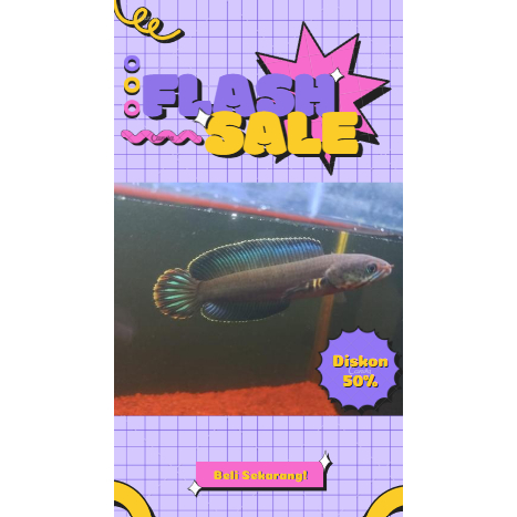 Andrao Blue Rim Tebal Grade A 10-12 CM