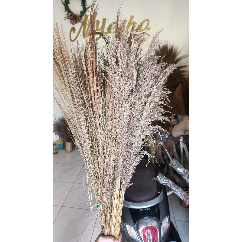 pampas bulu pampas rayung halus bunga kering