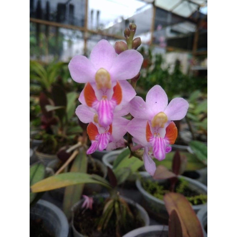 phal doritis pulcerhima albax doritis blue ,primari hibrib