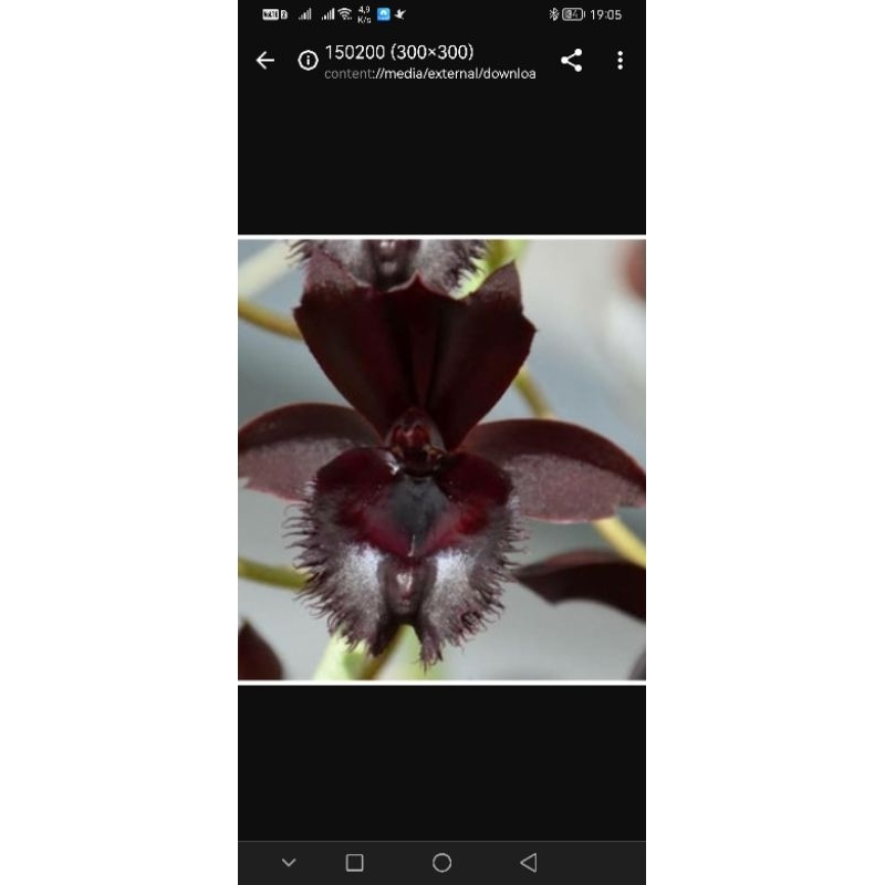 Catasetum After Dark Midnight Lace (anggrek hitam)