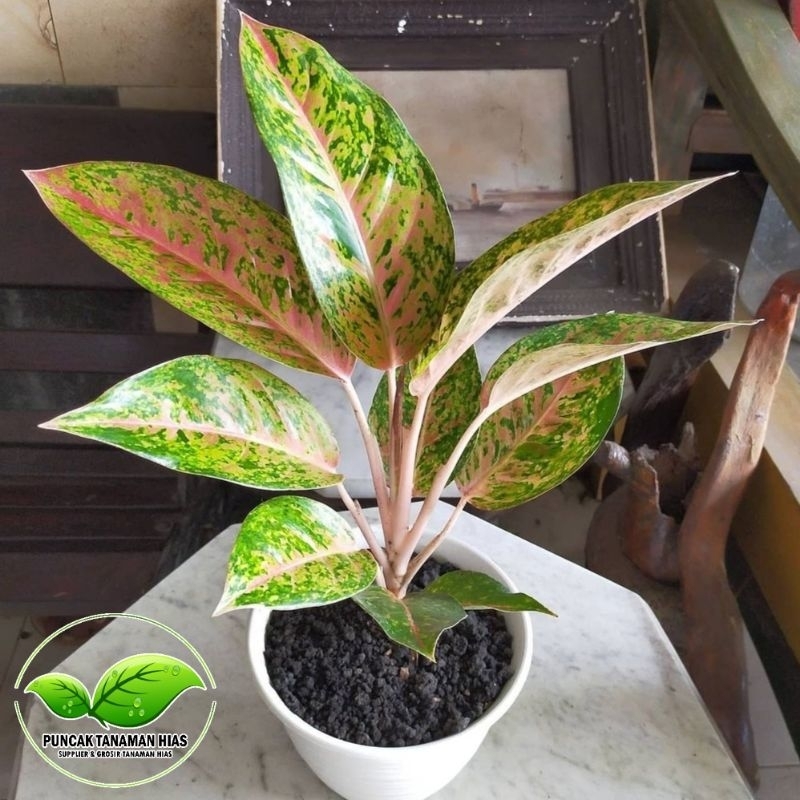 Aglonema bigroy - Aglonema Bigroy Lulaiwan