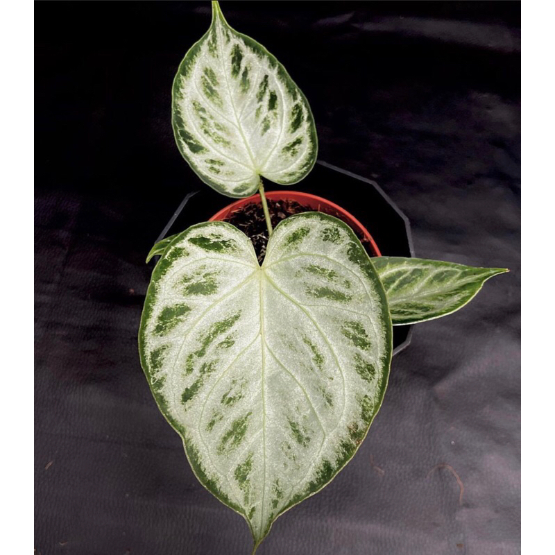 Kuping gajah silver blush - anthurium silver blush