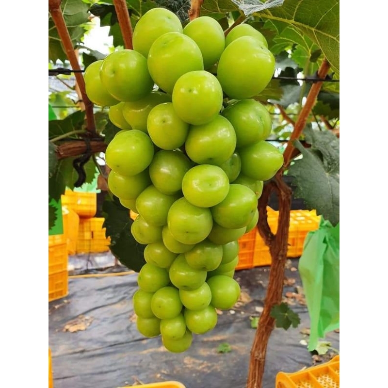 bibit anggur SHINE MUSCAT rs importt SO4