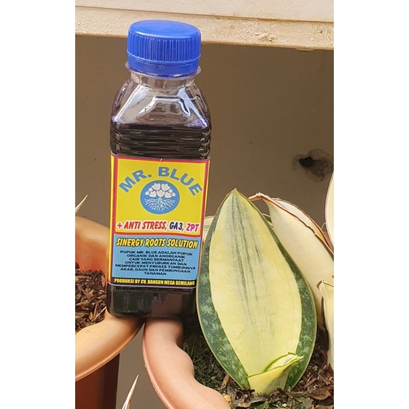 Pupuk Akar Tanaman Hias Sansevieria Aglonema Adenium Bonsai