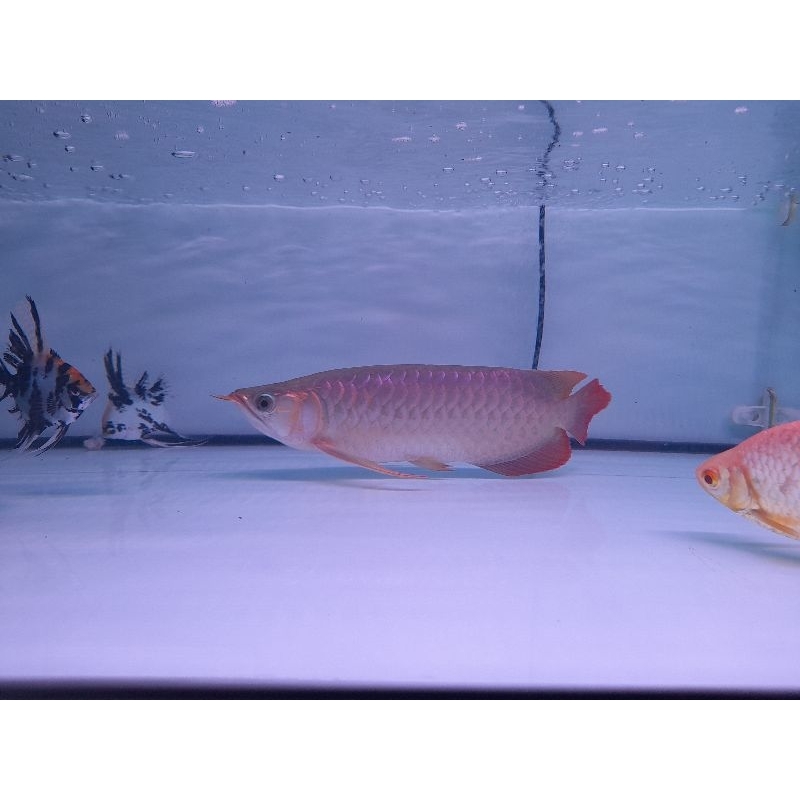 Arwana SR 30cm lengkap