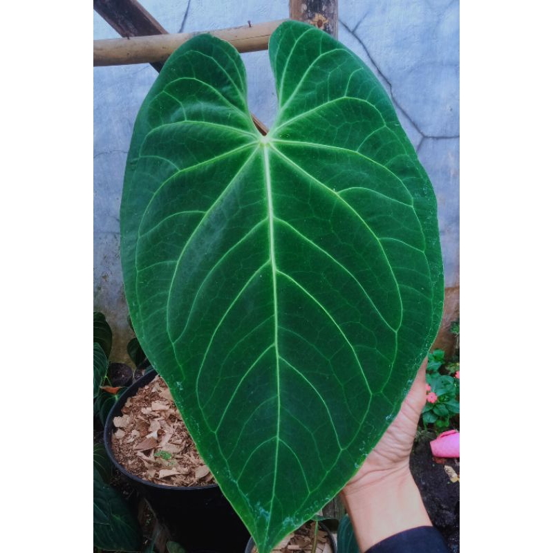 anthurium magnificum verde