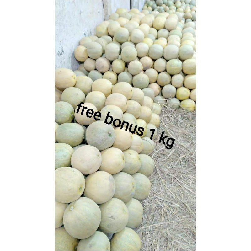 

melon kuning lokal 1 buah + gratis bonus