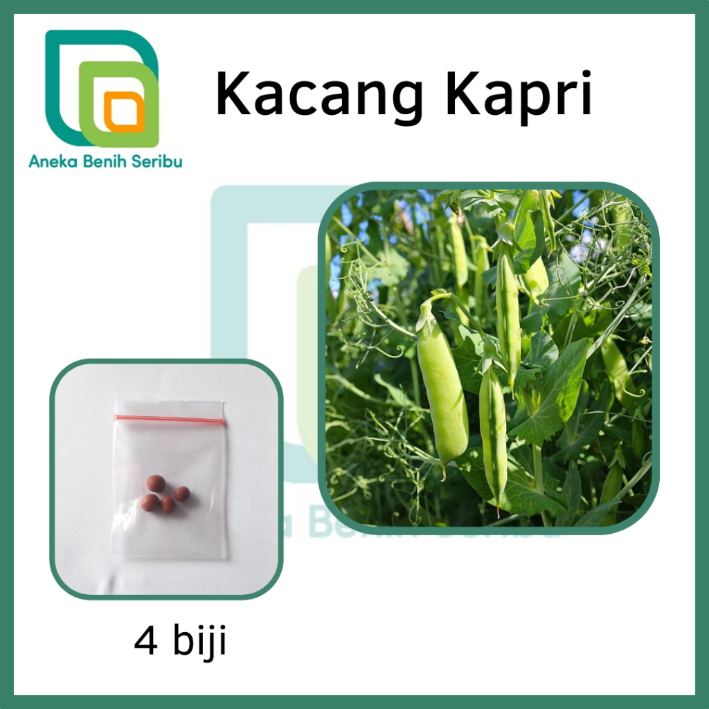 4 Bibit Kacang Kapri Taichung No 11 Known You Seed - Bibit Tanaman Sayur Repack [ SERIBU ]