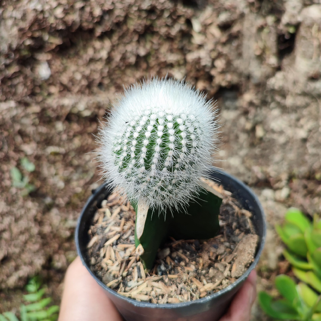 Grafting Scopa White | DP 10 Cm | Kaktus