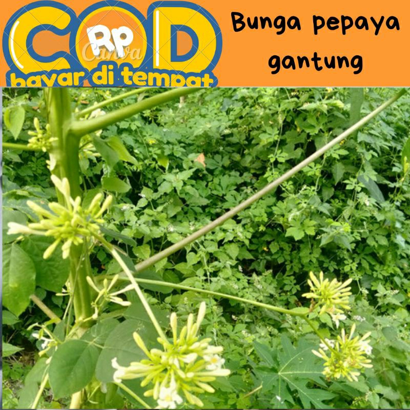 

bunga pepeya 200 gram