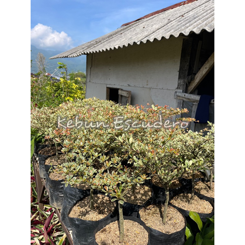 Tanaman Hias Ketapang Kencana Varigata | Ketapang Kencana Putih