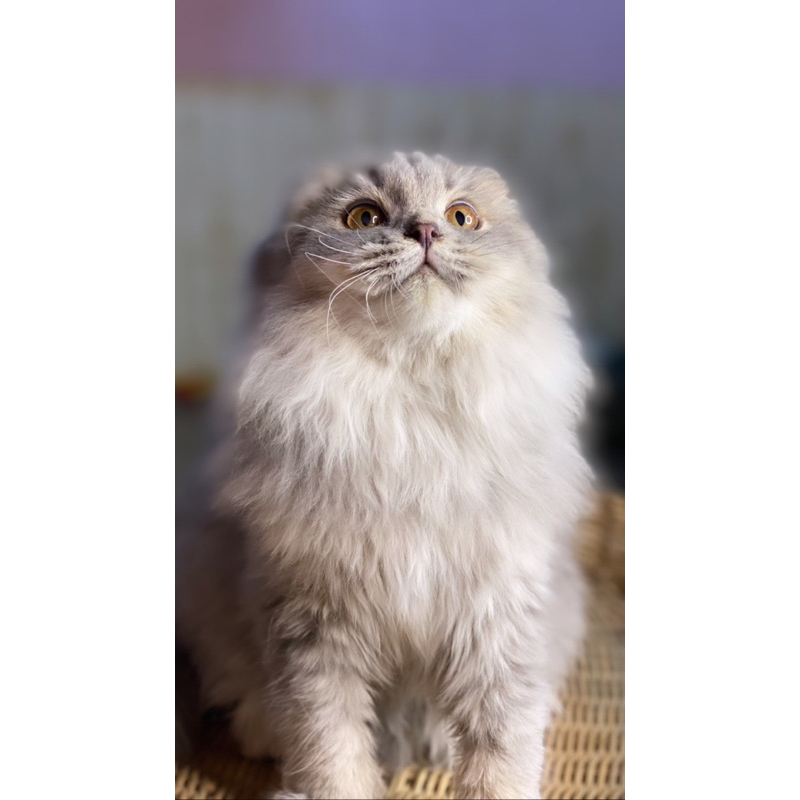 scotis triple fold line ped