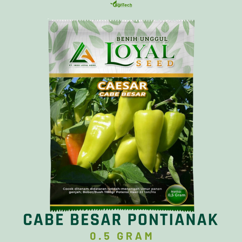 BENIH BIBIT CABE BESAR HIJAU PONTIANAK ISI 0,5 GRAM BENIH UNGGUL LOYAL