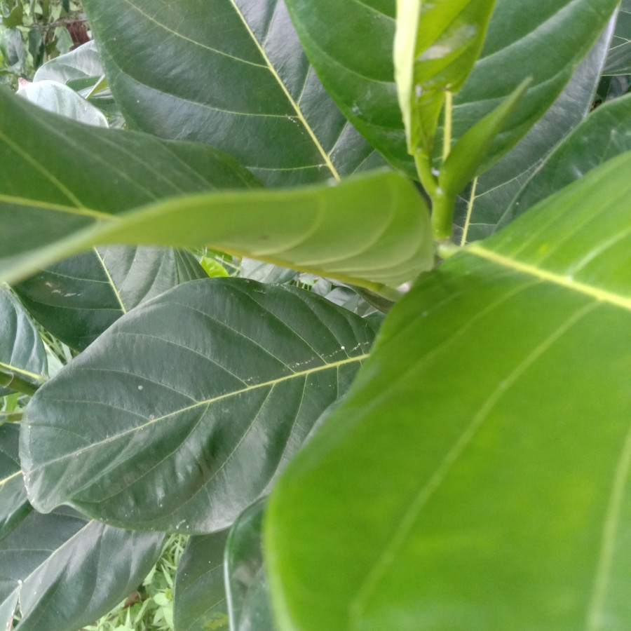 

Daun nangka memiliki banyak manfaat kesehatan