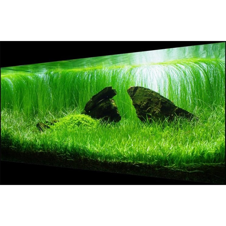 lilaeopsis brasilliensis Tanaman Karpet Aquascape