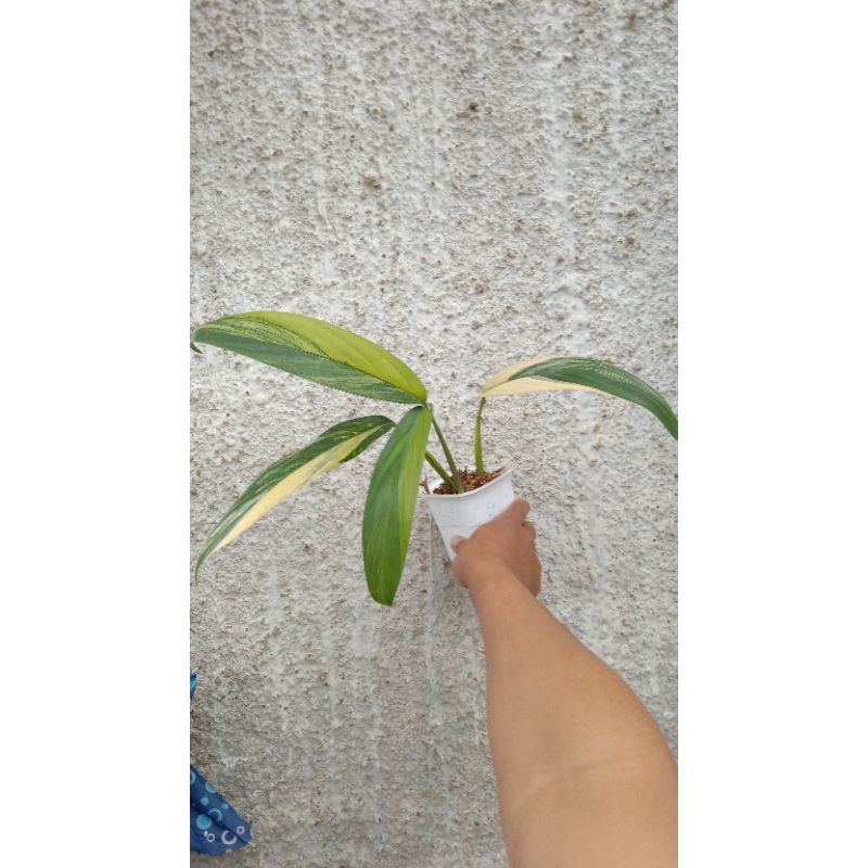 Epipremnum amplissimum variegata