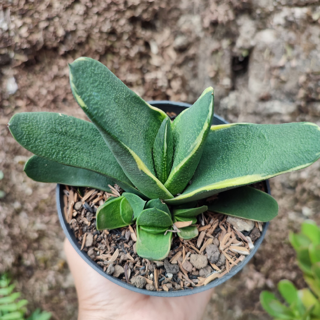 Gasteria Variegated 1 | D 10 Cm |  Sukulen