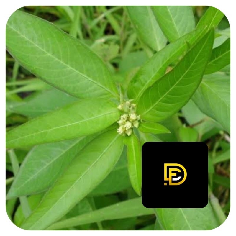 

Daun katemas daun patikmas daun kastroli segar 500 gram-az