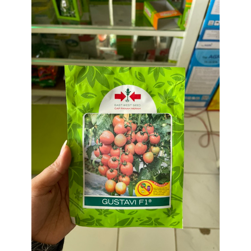 Benih Tomat GUSTAVI F1 Hibrida / Bibit Tomat