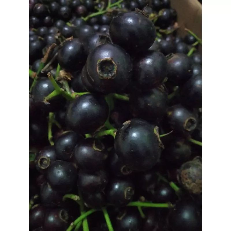 Buah Kupa Gowok Segar 1 Kg