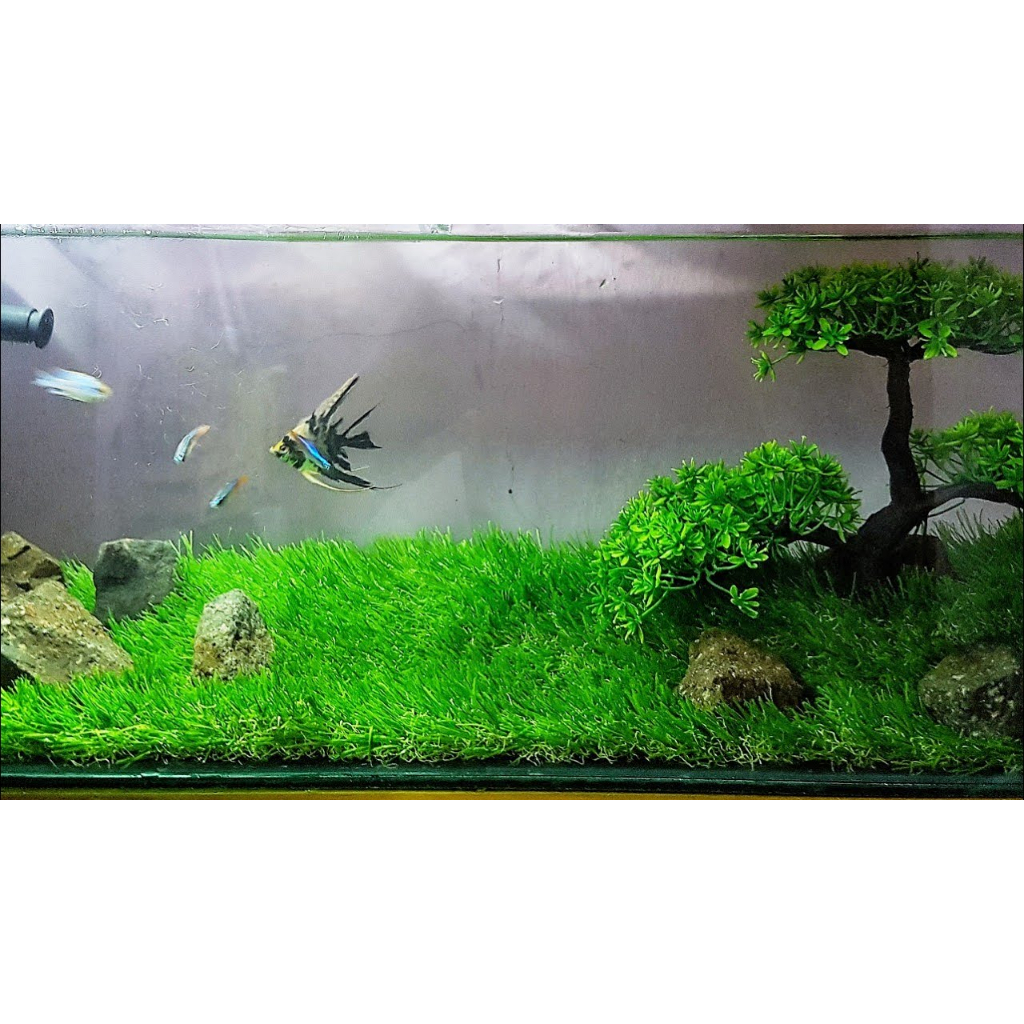 Rumput aquarium, rumput sintetis aquarium, rumput akuarium, rumput aquascape, rumput plastik aquariu