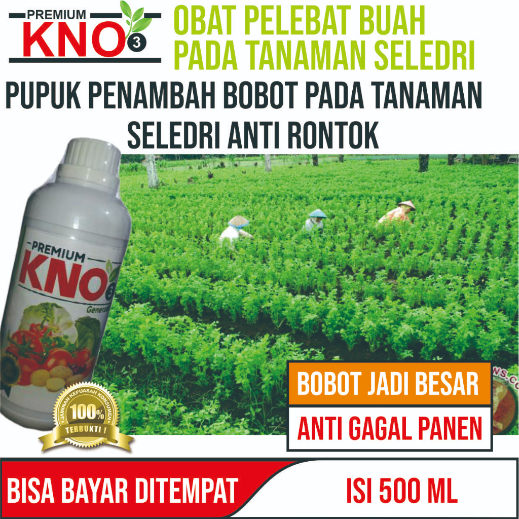 Promo Pupuk Daun Seledri Terbaik Premium Kno3 Pupuk NPK Cair untuk Tanaman Seledri yang Bagus Daun L