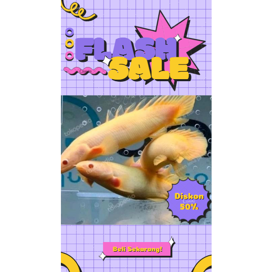 Palmas Albino SB Grade A 10-12 CM