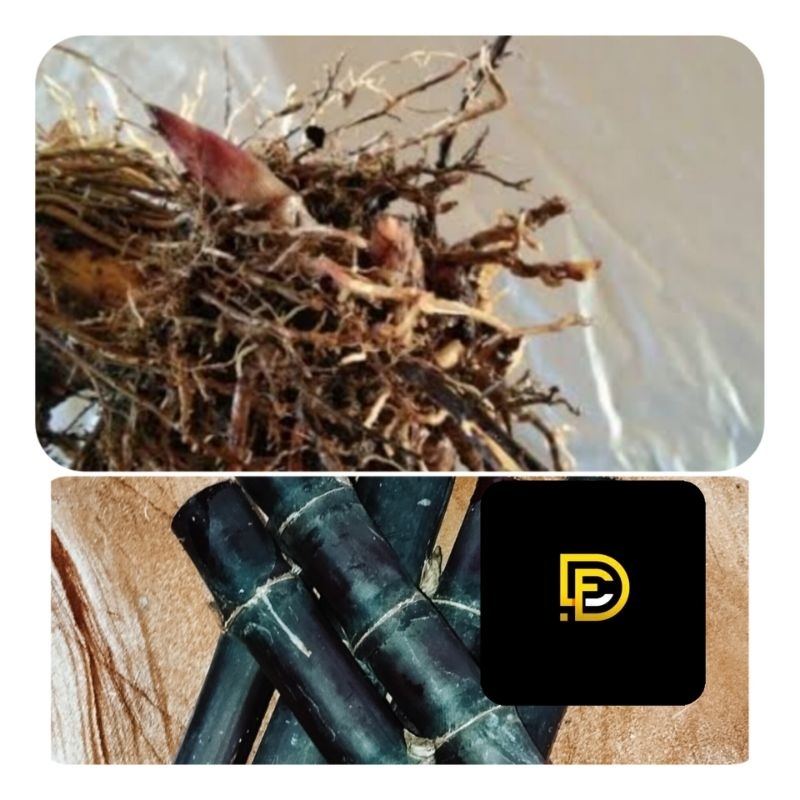 

Akar tebu hitam akar tebu ireng segar-az