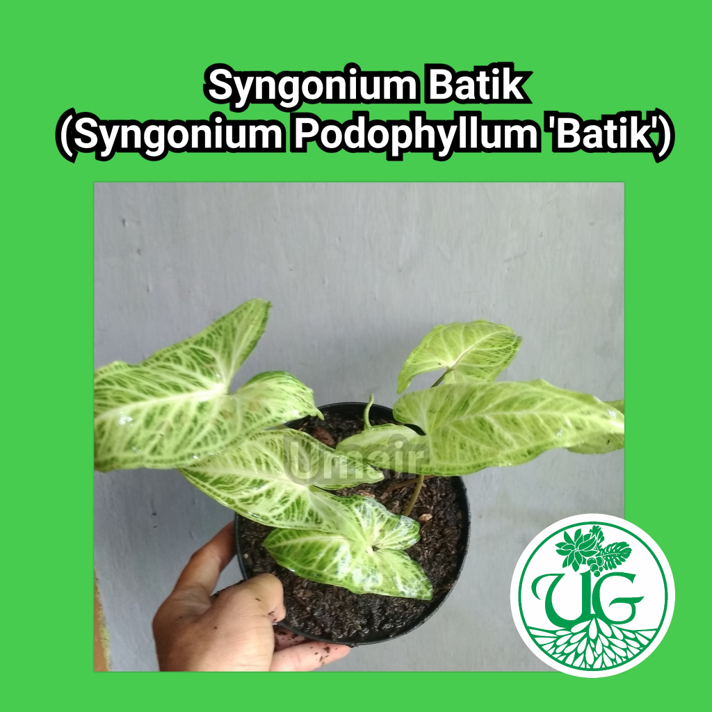 Syngonium Batik ( Syngonium Podophyllum "Batik' )