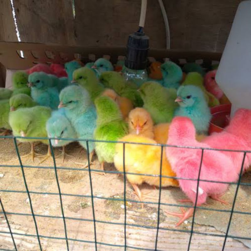 Jual Anak Ayam Teletubbies / Ayam Warna Warni  (Hewan Hidup)