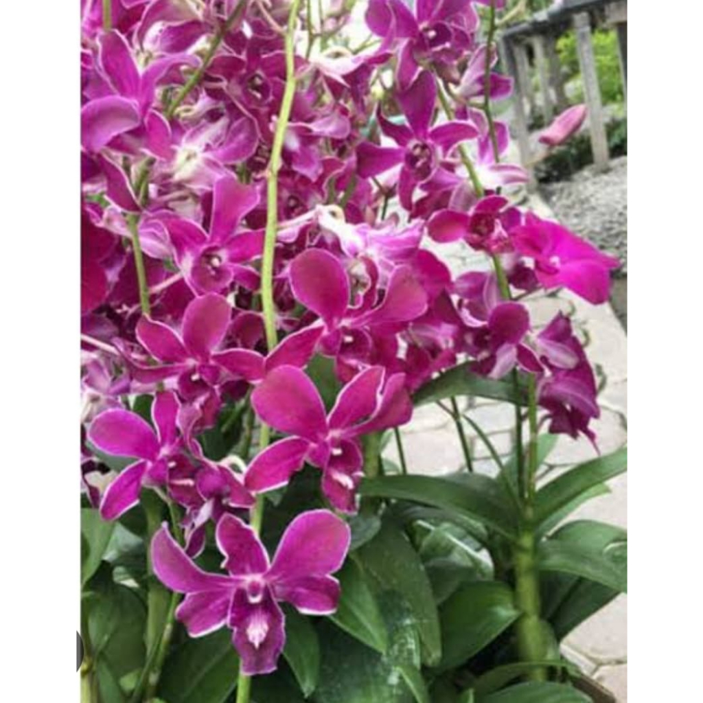 anggrek dendrobium Caesar Hiroshi 35k.