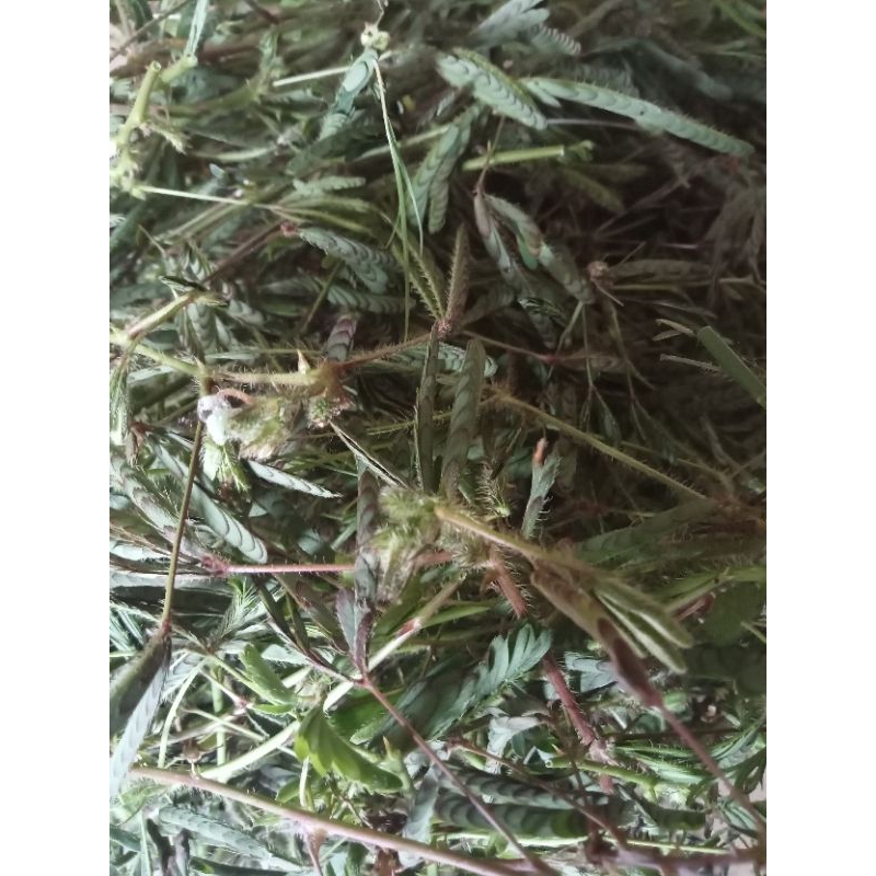 

Jual Daun putri Malu segar 500gr