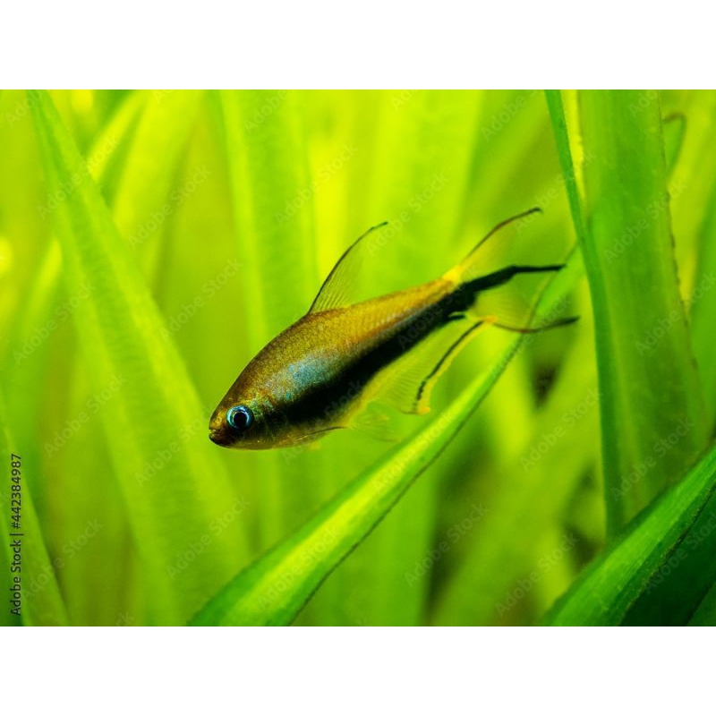 Palmeri Tetra / emperor tetra M hiasan dinding aquarium
