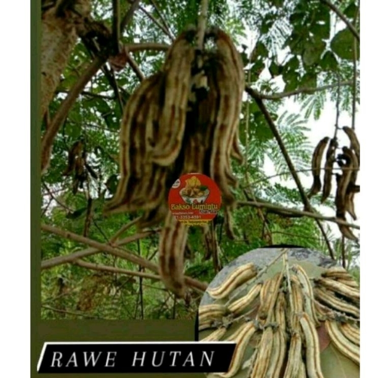 Benih Biji Rawe Gatal  isi 30 pcs, Murah , bibit rawe rawe , gatal herbal , rawe hutan , alas , obat
