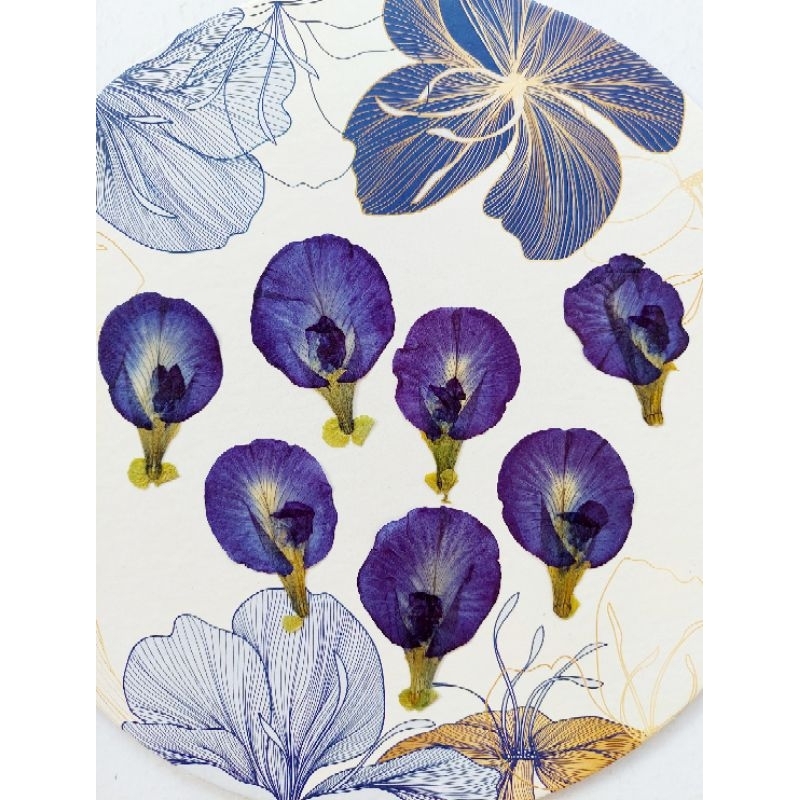 Bunga Telang Kering - Telang Dried Flower - Dried flower - Bunga kering - Pressed and dried flower -