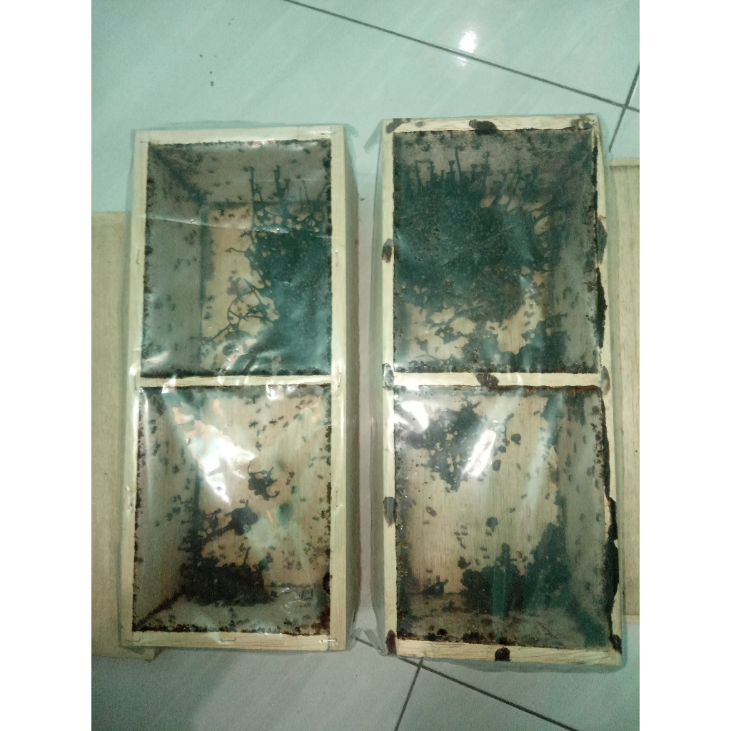 Ternak Lebah Tanpa Sengat Lebah Trigona Klanceng Kelulut Dresschery