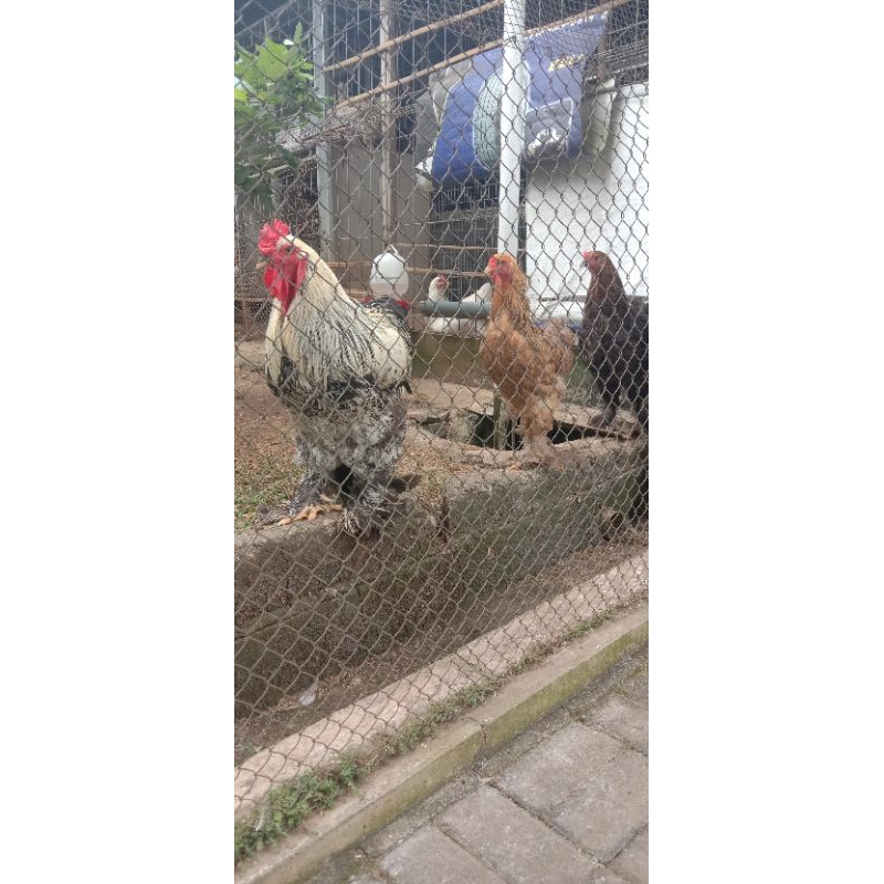 

TELUR AYAM BRAHMA FERTIL BISA DITETASKAN