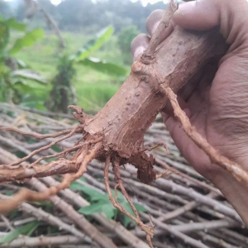 

jual akar singkong merah 2 pohon obat herbal