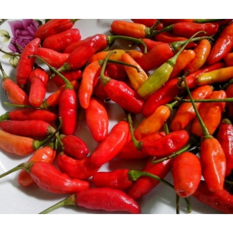 

Cabe Rawit 100-500gr Segar