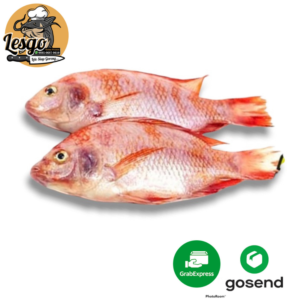 

Ikan Nila Merah Hidup Segar Fresh 500gr/1000gr FREE DIBERSIHKAN Lesgo 99