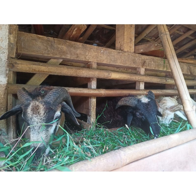 Pupuk Kandang Tai Kambing Murni Terbaik