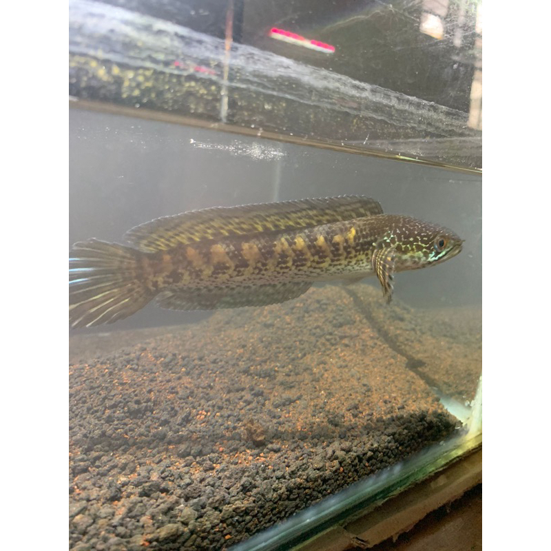 auranti 18-19cm fish