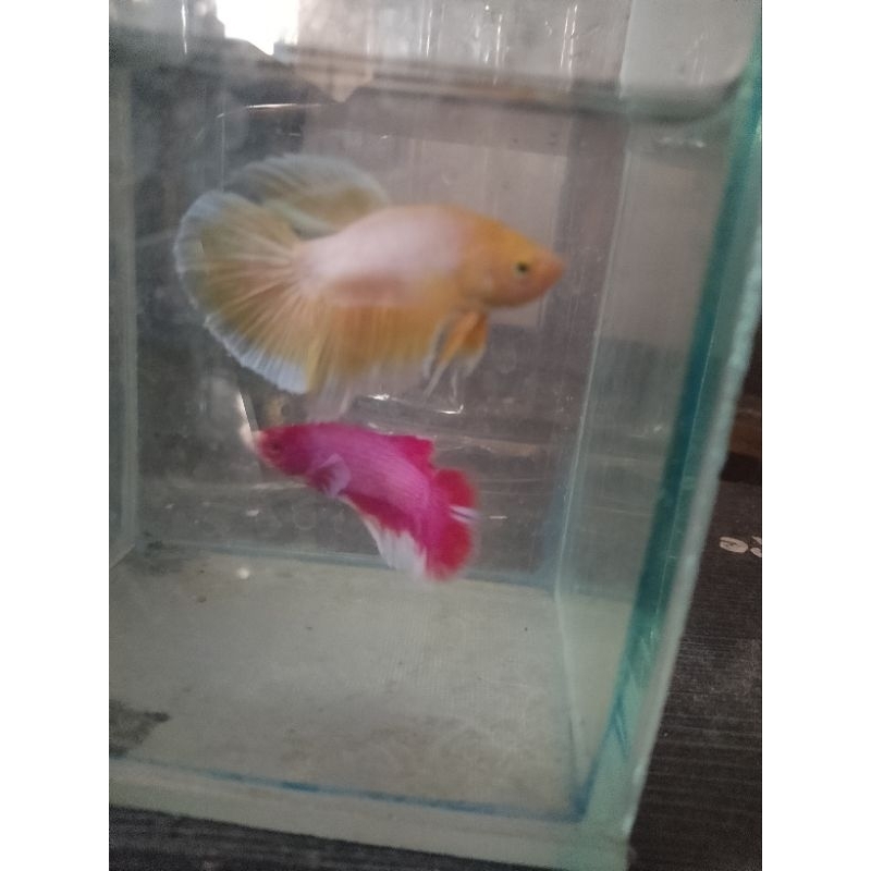 ikan cupang kekinian murah dan bagus