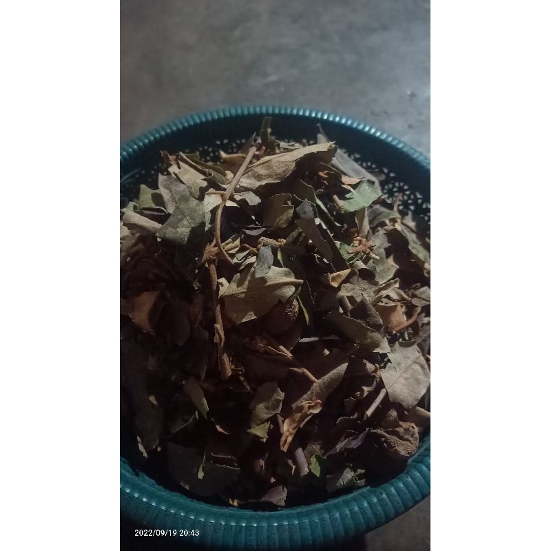 

benalu kopi