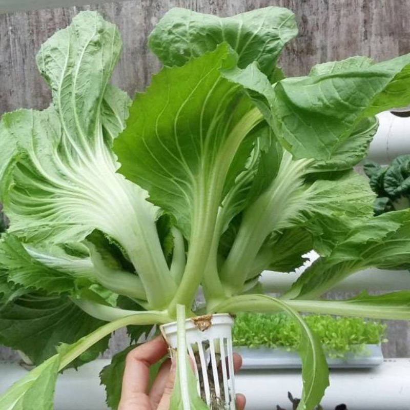 50 Benih Biji Bibit Sawi pahit