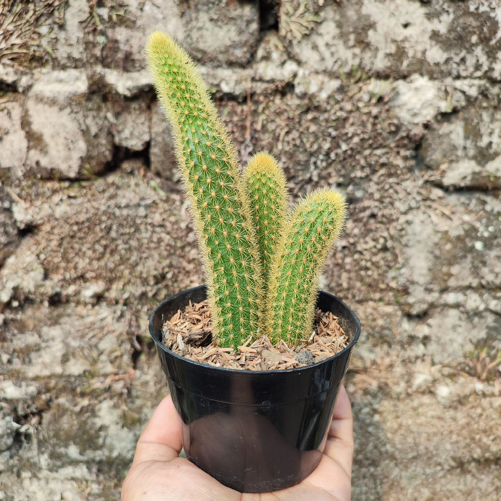 Cleistocactus Winteri | DP 10 Cm | Kaktus